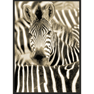 Serengeti Zebra