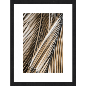 Dried Palm Fronds